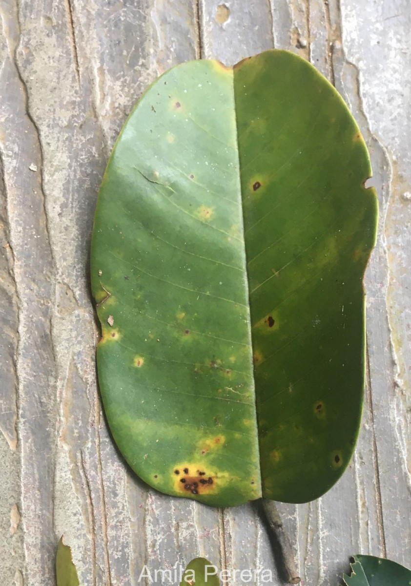 Anthoshorea stipularis (Thwaites) P.S.Ashton & J.Heck.